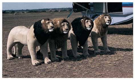 THE STRIKING POWER OF THE KING OF BEASTS - Page 249 - wildanimalwarfare