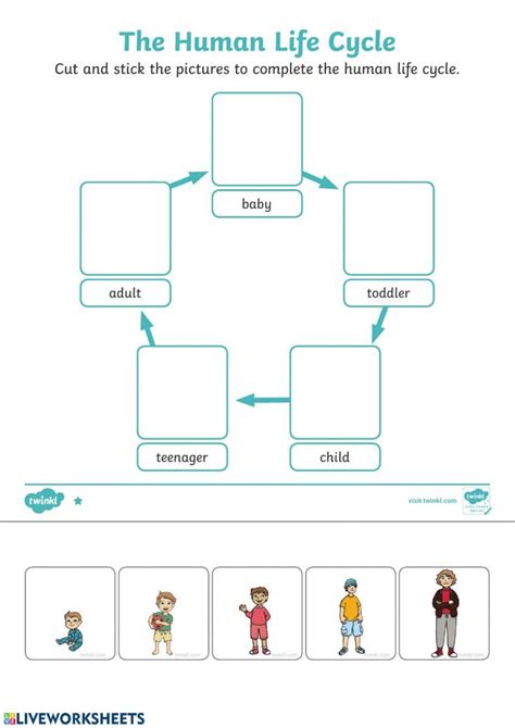 Human Life Cycle worksheet | Human life cycle, Life cycles preschool, Life cycles activities