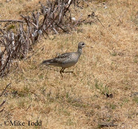 Tennessee Watchable Wildlife | Upland Sandpiper - Habitat: 1