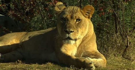 Violent lion attack witnessed by zoo visitors - Videos - CBS News