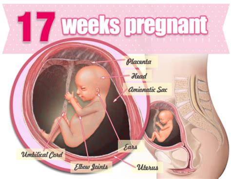 17 Weeks Pregnant - Symptoms, Baby's Development, Tips, Pictures, Belly | Health9