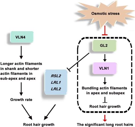 Plantae | Villin and GLABRA2 Regulate Root Hair Growth | Plantae