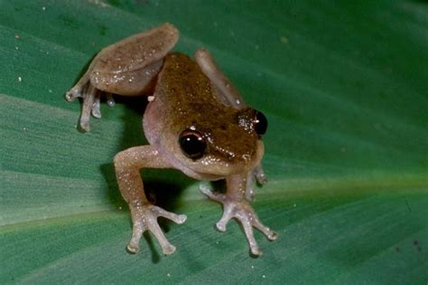 Species profile—Litoria rheocola (common mistfrog) | Environment, land and water | Queensland ...