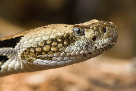 Reptile Facts - Like all pit vipers, rattlesnakes like this Timber...