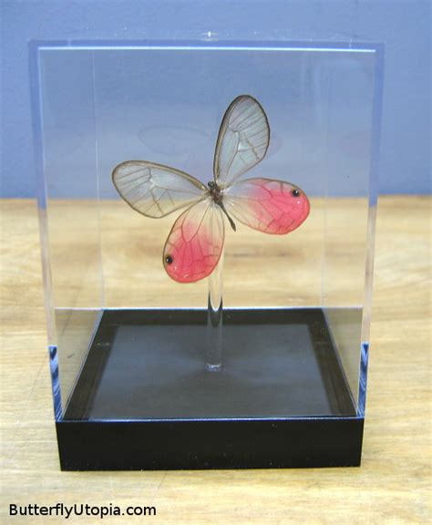 Rare Butterflies - Butterflies Photo (27828409) - Fanpop