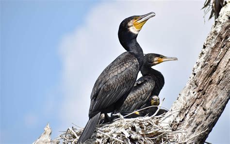 Great Cormorant | Audubon Field Guide