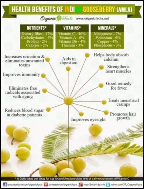 Who Knew a Fruit Could Do All of This - Indian Gooseberry - Fit Tip Daily