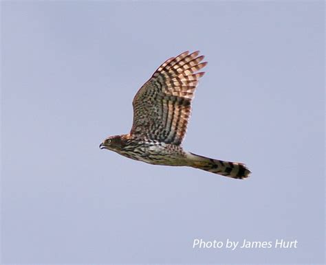 Birding Trails - Tennessee Wildlife Resource Agency | Cooper's Hawk