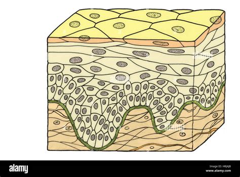 Stratified squamous epithelium hi-res stock photography and images - Alamy