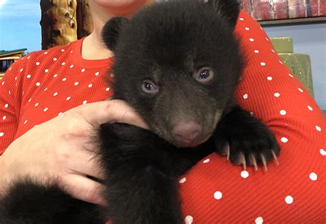 Yellowstone Bear World welcomes 9 bear cubs - East Idaho News