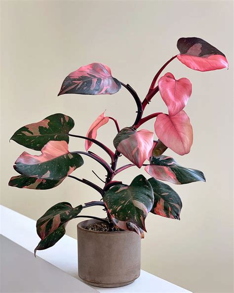 Philodendron Pink Princess Care Tips