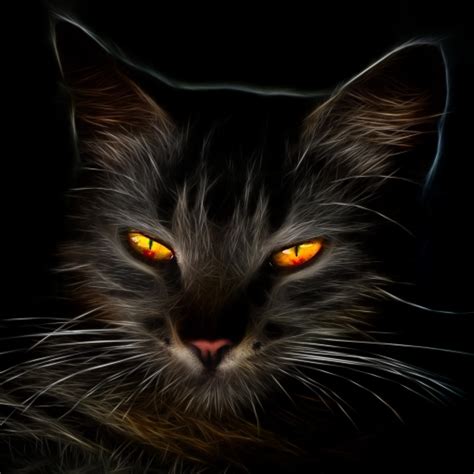 Download Yellow Eyes Cat Animal PFP