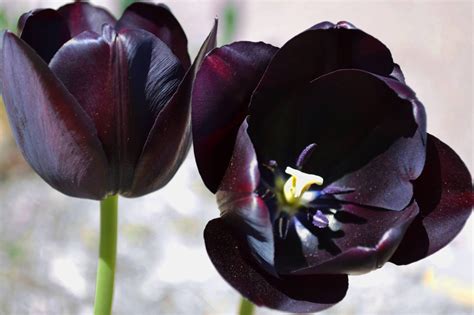 One of my favorites! The dark purple tulip : r/pics