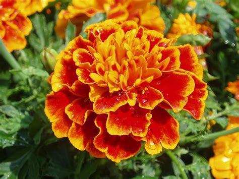 Marigold Seeds – Queen Sophia – DECKER RD. SEEDS