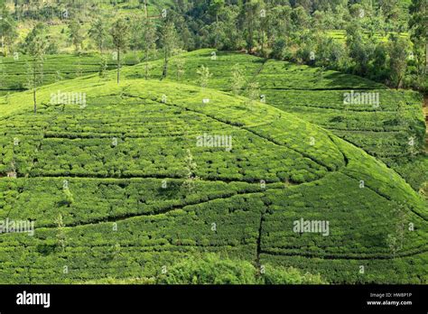 Sri Lanka, Central Province, Nuwara Eliya district, Nuwara Eliya tea ...