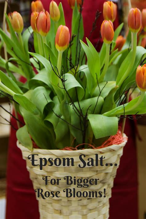 Epsom Salt for Roses and Bloomers! | Blooming rose, Shade perennials, Epsom salt for roses