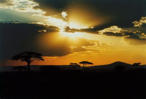 Serengeti Sunset 1 Free Photo Download | FreeImages