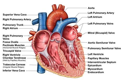 Heart Wall: Epicardium, Myocardium, and Endocardium