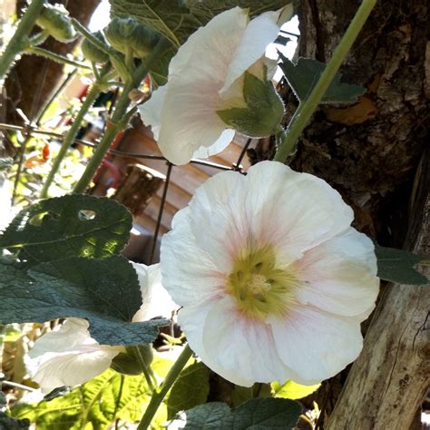 20 Organic Hollyhock Flower Seeds Perennial Seed Packets - Etsy