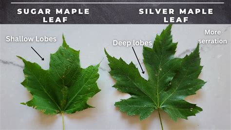 Sugar Maple Tree Leaves