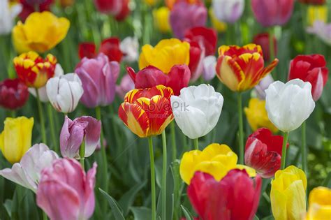 Holland National Flower Tulip Picture And HD Photos | Free Download On ...