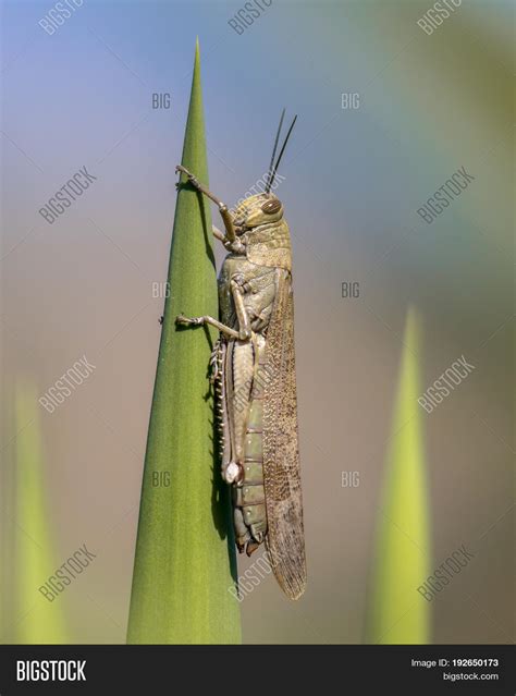 Migratory Locust Image & Photo (Free Trial) | Bigstock