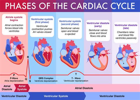 Cardiac Cycle Phases Of Cardiac Cycle Cardiac Cycle Ecg Nursing Images