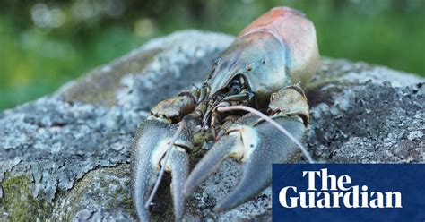 Signal crayfish – invader, cannibal, survivor | Invasive species | The Guardian