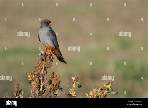 Red-footed falcon male Stock Photo - Alamy