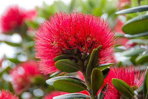 The Pohutukawa Flower | Because I can't drive for a while be… | Flickr