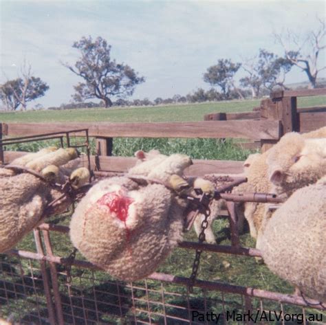 Mulesing – A Barbaric and Unnecessary Cruelty | Animals Used for ...