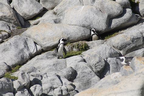 Penguins Breeding at New Colony: A World-First For African Penguins | LaptrinhX / News