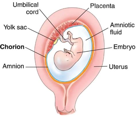 Chorion - Biology Simple