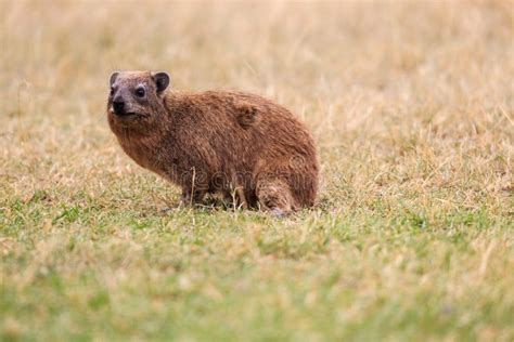 Animals in Ngorongoro Crater Stock Image - Image of endless, safari: 62648263