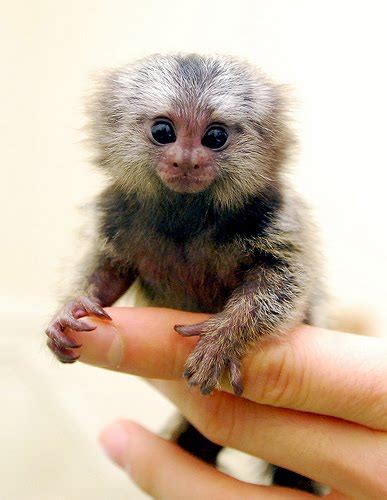 Marmoset Monkey - Animals Species