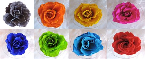 Flores Eternas (preservadas) De Varios Colores - U$S 9,00 en Mercado Libre