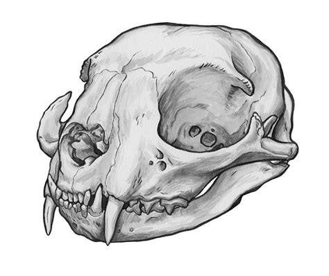 Animal Skull Series on Behance | Animal skull drawing, Cat skull tattoo ...