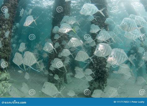 A School of Lookdown Fish Under a Pier Stock Image - Image of lookdown, pier: 111717653