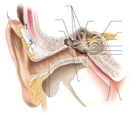 Ear Diagrams Diagram | Quizlet