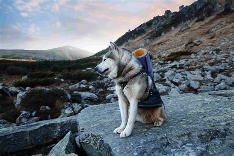 Here's the Dog Hiking Gear You Need to Take Your Pet Backpacking