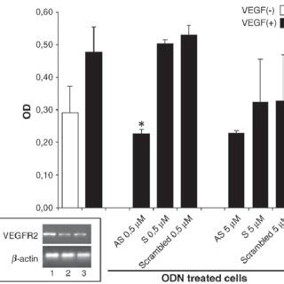 (A) Evaluation of HUVEC cells proliferation under VEGF stimulation and ...