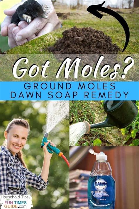 How To Get Rid Of Moles In Your Yard: The Ultimate Guide To Ground Mole ...