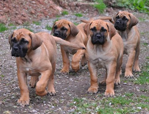 Boerboel – Information, Health, Pictures & Training Pet Paw