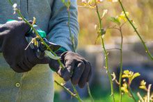 Rose Bush Branch Free Stock Photo - Public Domain Pictures