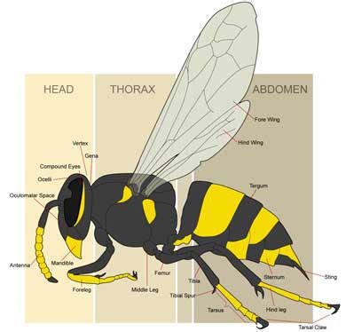 Bald-faced Hornet Facts - NatureMapping