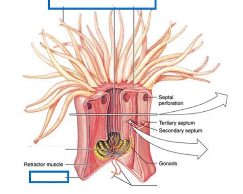 class Anthozoa: Sea Anemones Diagram | Quizlet