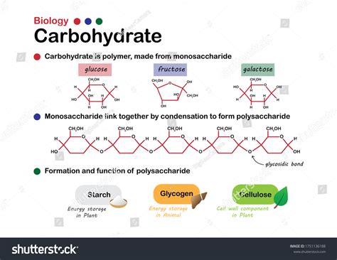 926 Carbohydrate molecule Stock Vectors, Images & Vector Art | Shutterstock