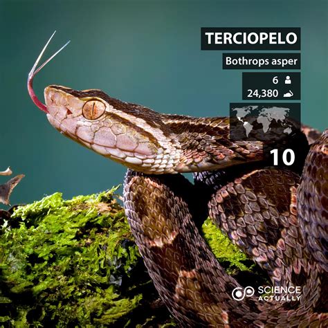 Top Ten Most Venomous Snakes – Science Actually