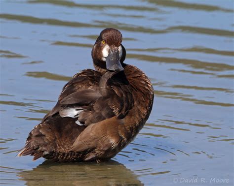 Lesser Scaup, female photo - David R. Moore photos at pbase.com