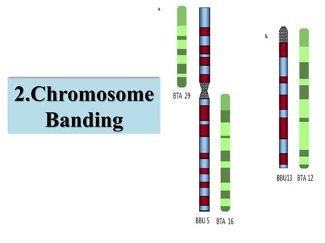 Ppt on karyotyping, chromosome banding and chromosome painting. | PPT